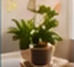 Plant on desk reel