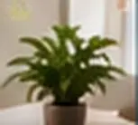 Houseplant reel